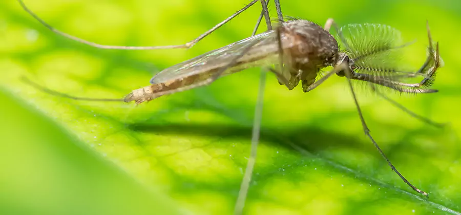 Herbal Mosquito Repellent Treatment in Kearny