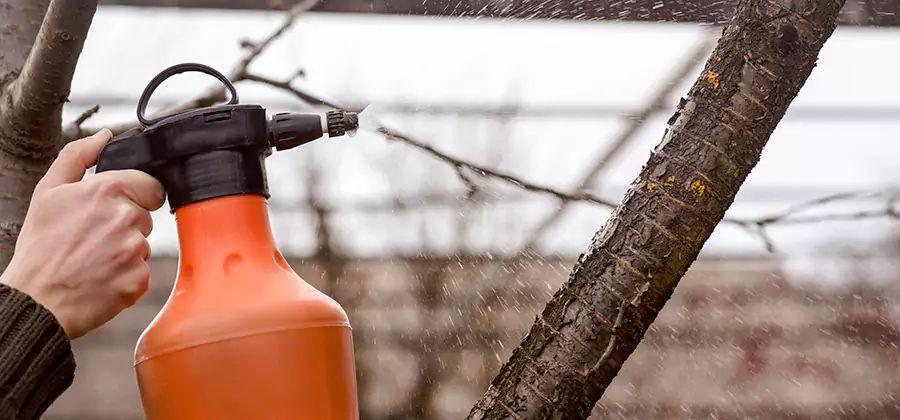 Orange Oil Structural Cavity Treatment in Kearny