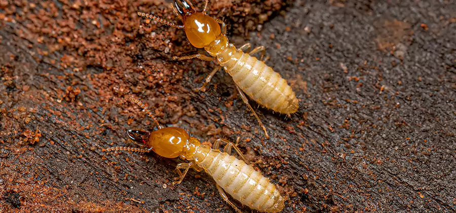 Natural Ant Hill Killer Treatment in Kearny