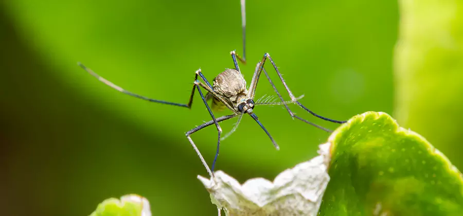 Natural Outdoor Mosquito Repellent in Kearny