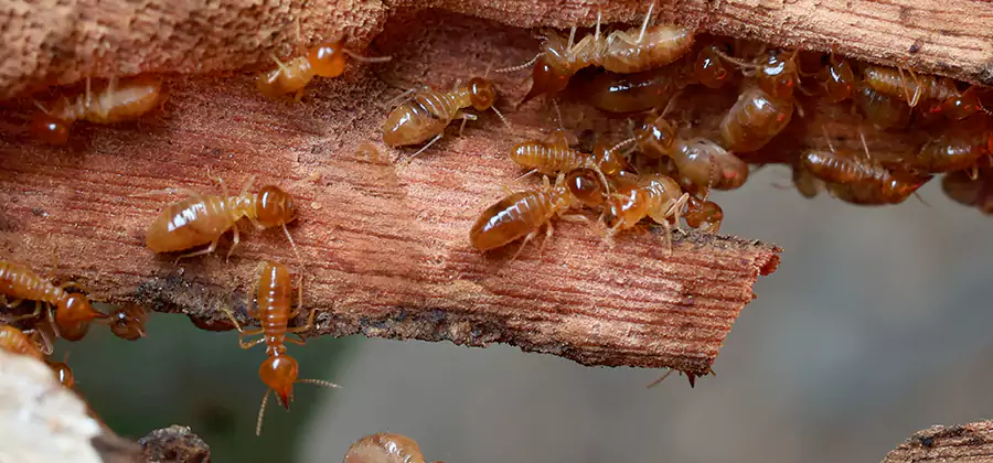 Termite Pest Management in Kearny