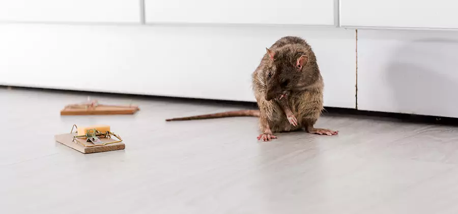 Rat Baiting Removal Service in Kearny