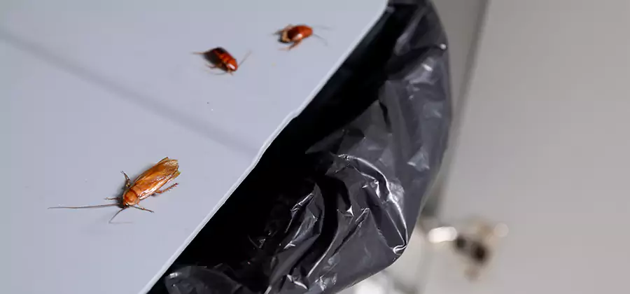German Roach Pest Control in Kearny