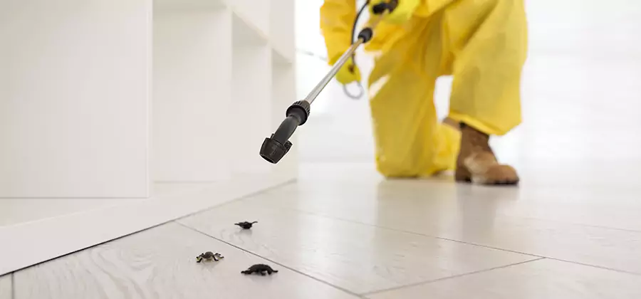 Roach and Bed Bug Exterminator in Kearny