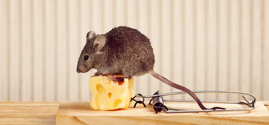 Commercial Rodent Exclusion Services in Kearny