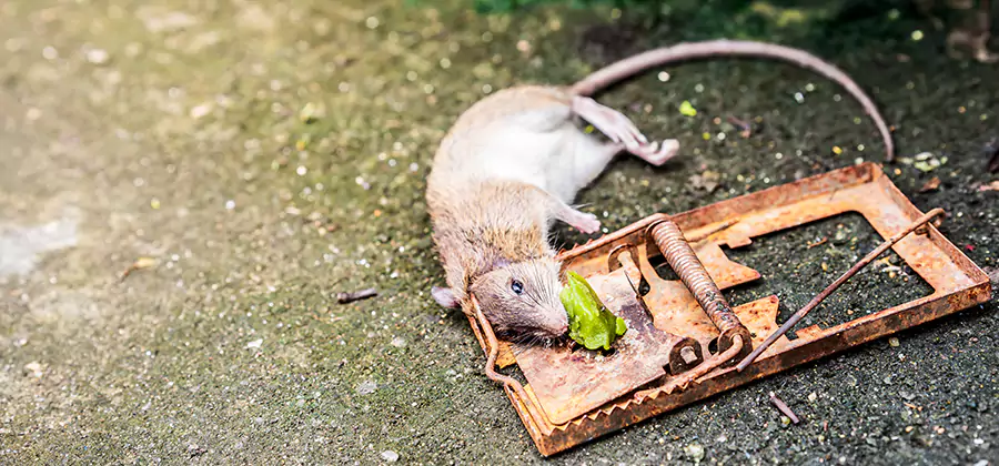 Rat Trapping in Kearny