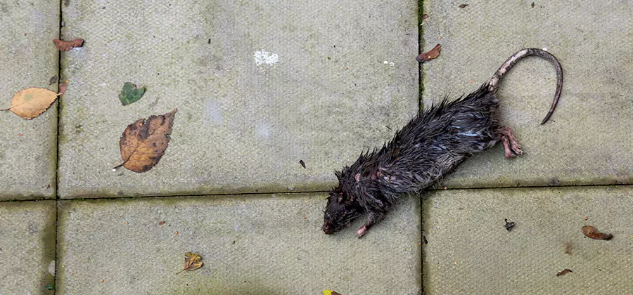 Rodent inspection service in Kearny