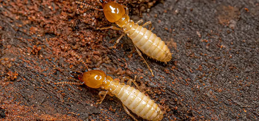 Sentricon Residential Termite Control in Kearny