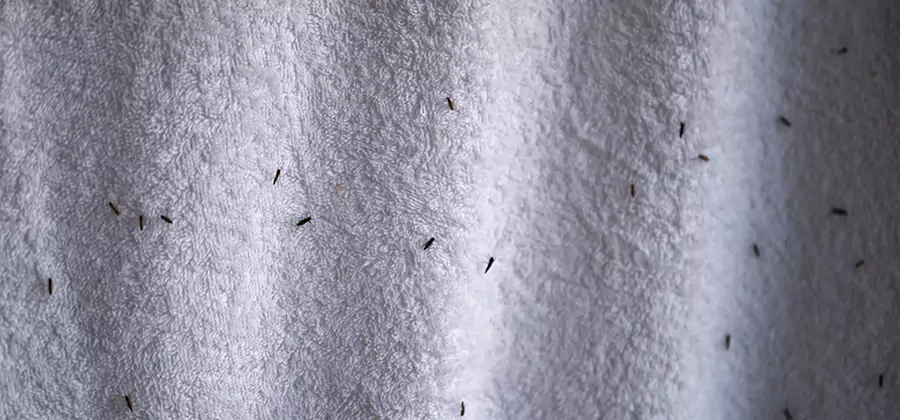 Small Black Ants in Bathroom Treatment in Kearny