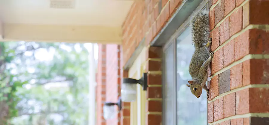 Squirrel Inside Walls Removal in Kearny