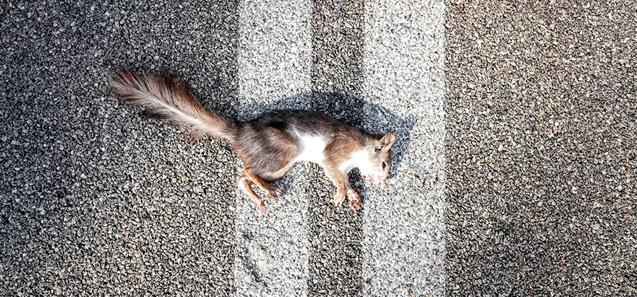 Dead Squirrel Removal in Kearny