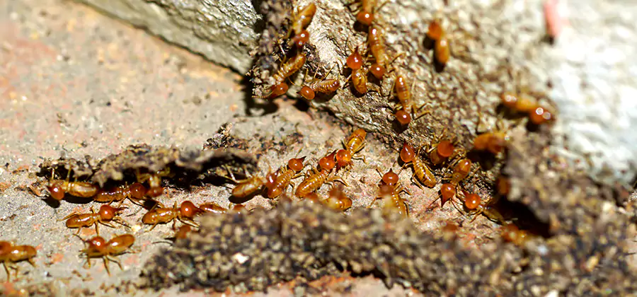 Wood Treatment and Localized Termite Solutions in Kearny