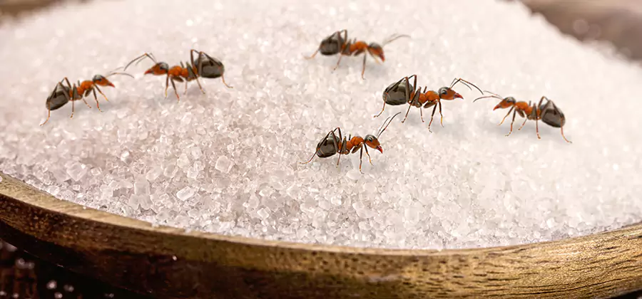 Indoor Sugar Ant Treatment in Kearny