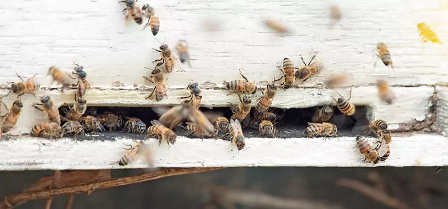Residential Termite Fumigation in Kearny
