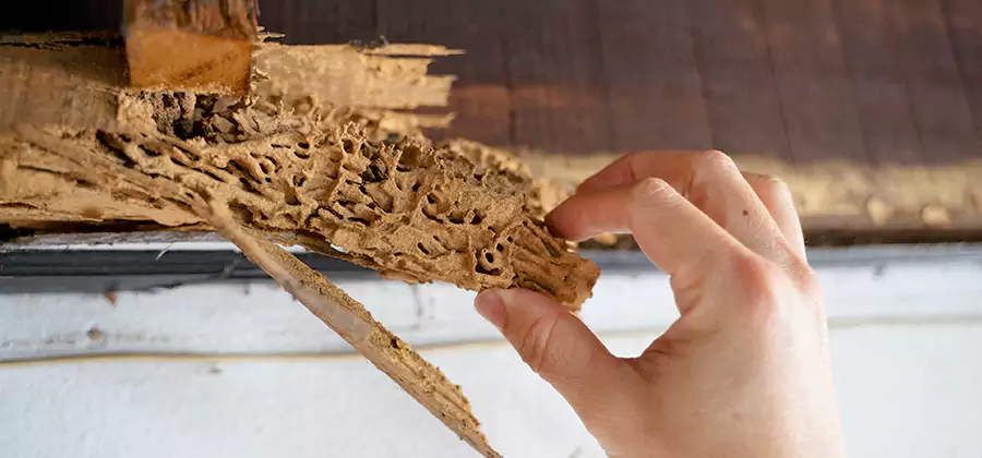 Pre-Purchase Termite Inspection in Kearny