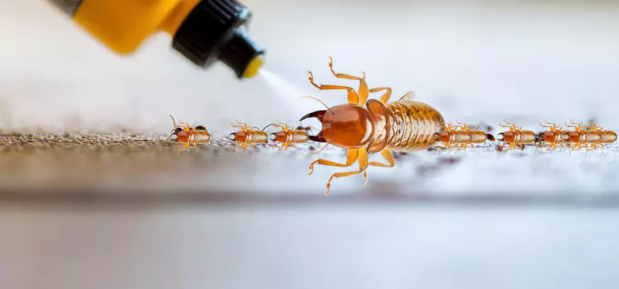 Foundation Termite Spraying Control in Kearny