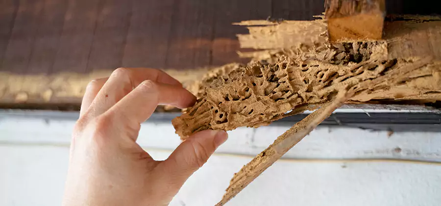 Pre-Construction Termite Treatment in Kearny