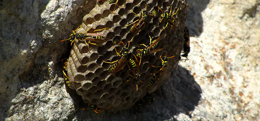 Wasp Nest in Tree Removal Kearny