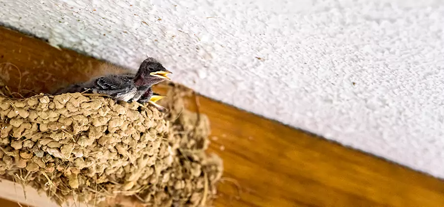 Bird Removal From House in Kearny