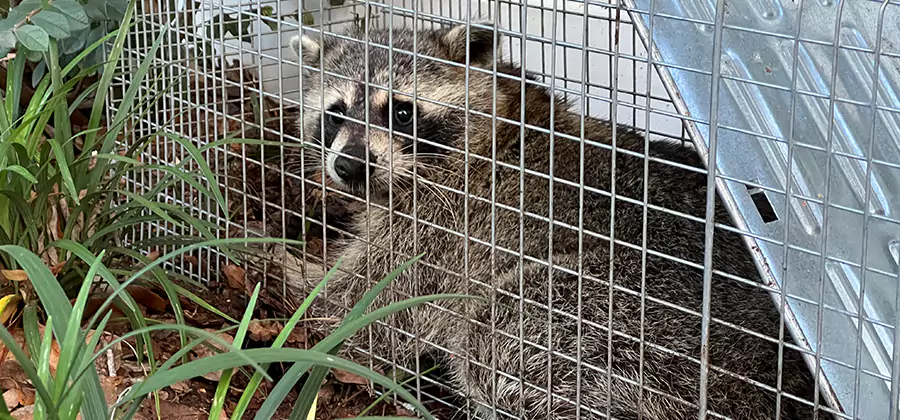 Wildlife Relocation Services in Kearny