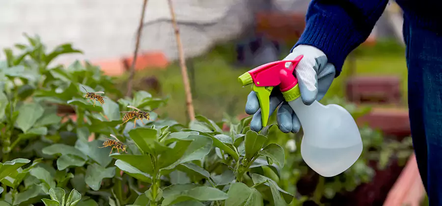 Yellow Jacket Pest Removal for Commercial Properties in Kearny