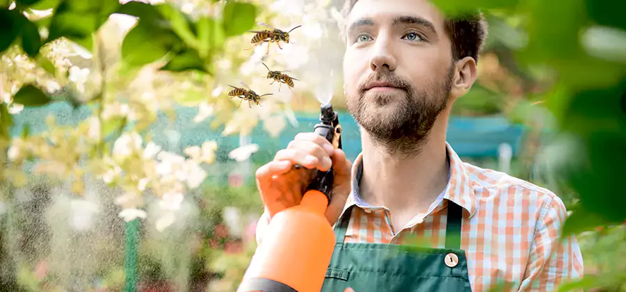 Yellow Jacket Wasp Removal in Kearny