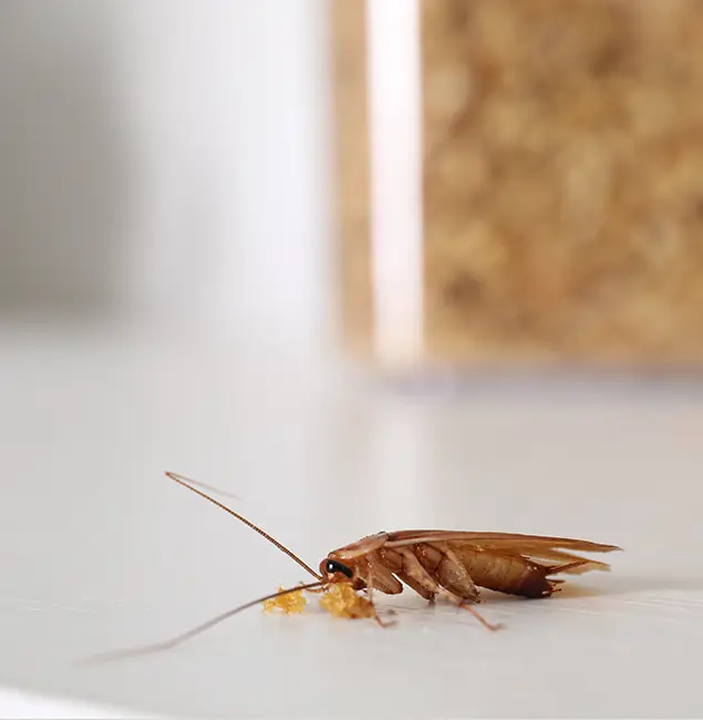 Why Kearny Pest Control Pro Stands Out in Kearny, NJ?