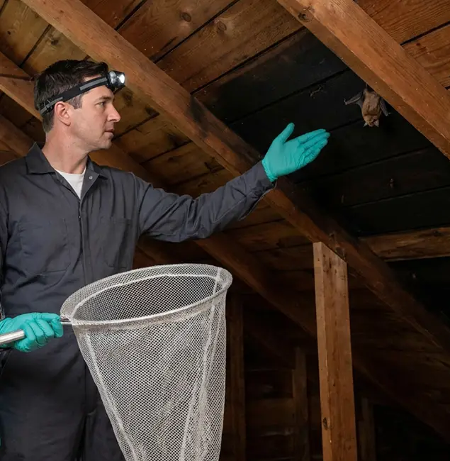 Why Kearny Pest Control Pro Is the Right Choice in Kearny, NJ?