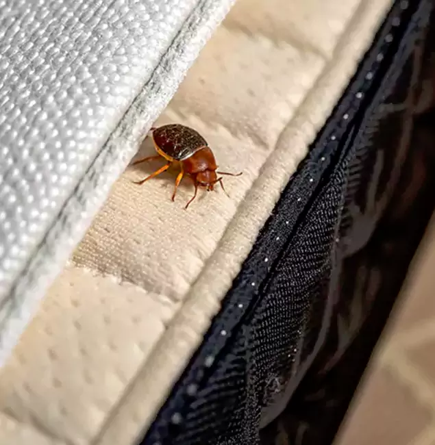 Why Choose Kearny Pest Control Pro for Bed Bug Treatment at Home in Kearny, NJ?