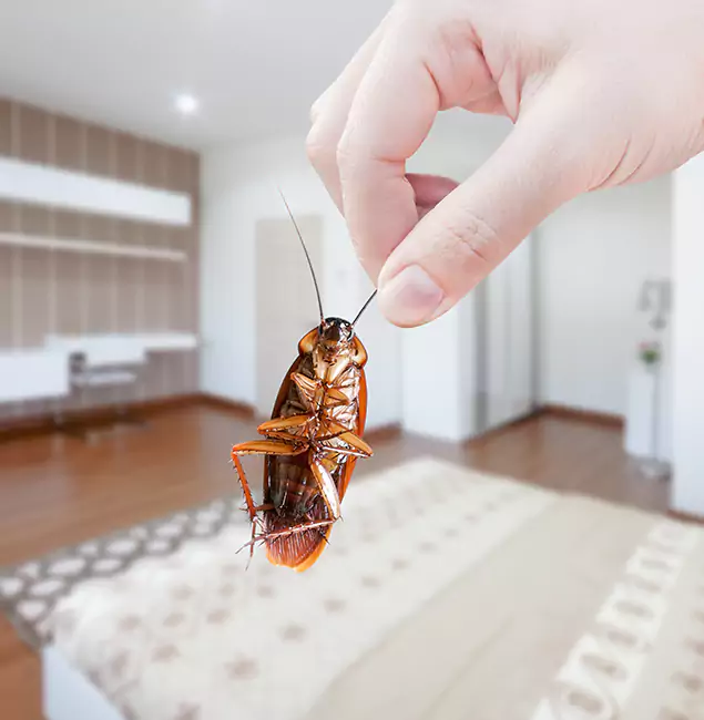Why Kearny Pest Control Pro Stand Out For Bed Bug Inspection in Kearny, NJ?