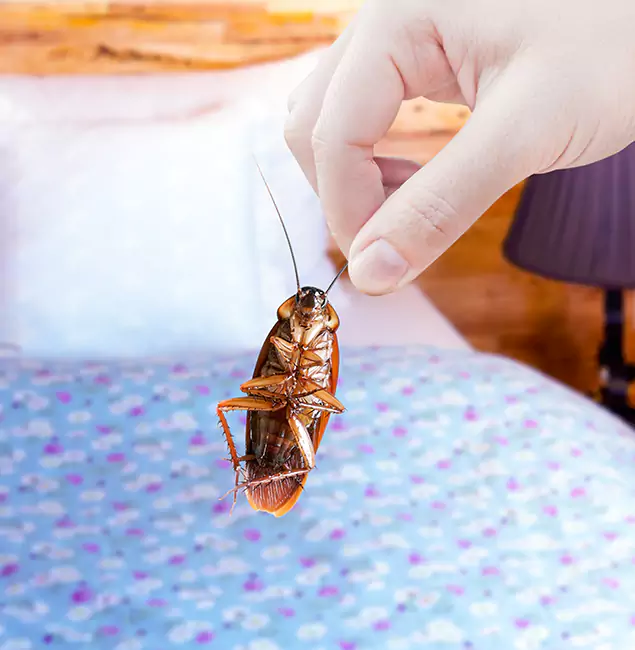 Why Choose Kearny Pest Control Pro for Bed Bug Treatment in Kearny, NJ?