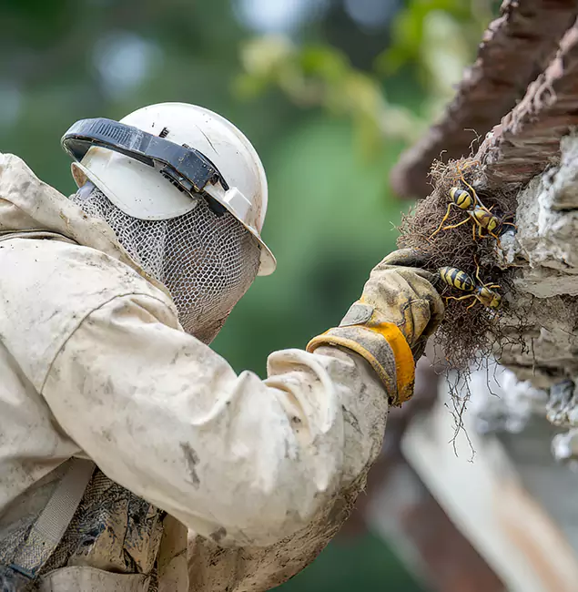 Why Kearny Property Owners Choose Kearny Pest Control Pro for Bee Exterminator?