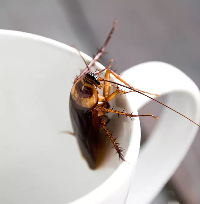 Why Kearny, NJ Residents Trust Kearny Pest Control Pro for Cockroach Fumigation?