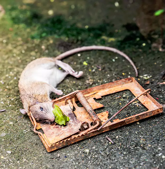 Why Kearny, NJ Homeowners Trust Kearny Pest Control Pro for Rodent Removal?