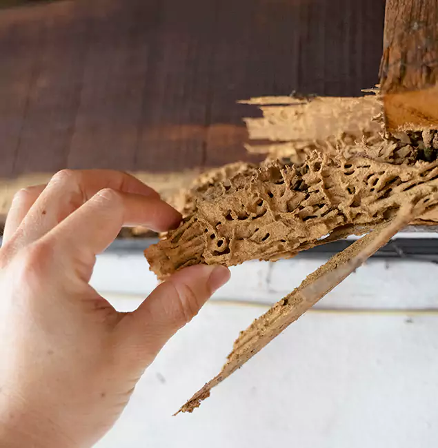 Why Choose Kearny Pest Control Pro in Kearny, NJ?