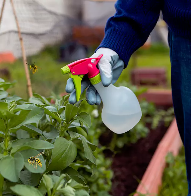 Why Kearny Homeowners Choose Kearny Pest Control Pro for Honey Bee Removal?