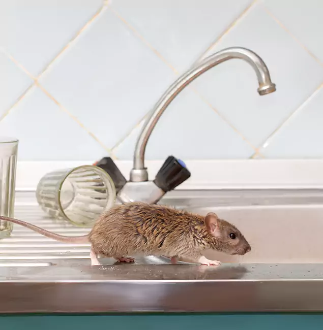 Why Kearny, NJ Trusts Kearny Pest Control Pro for Humane Rodent Control?