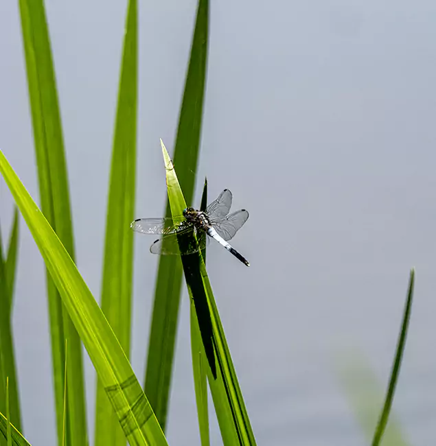 Why Kearny Families Trust Kearny Pest Control Pro for Mosquito Prevention?