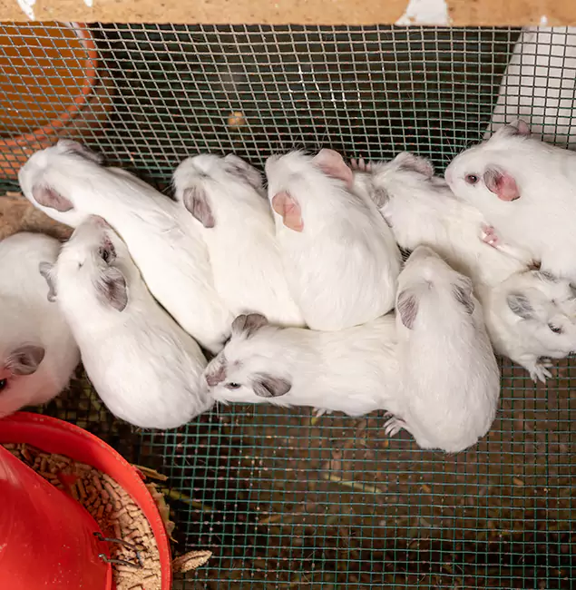 Why Kearny Pest Control Pro Is the Trusted Choice in Kearny, NJ?