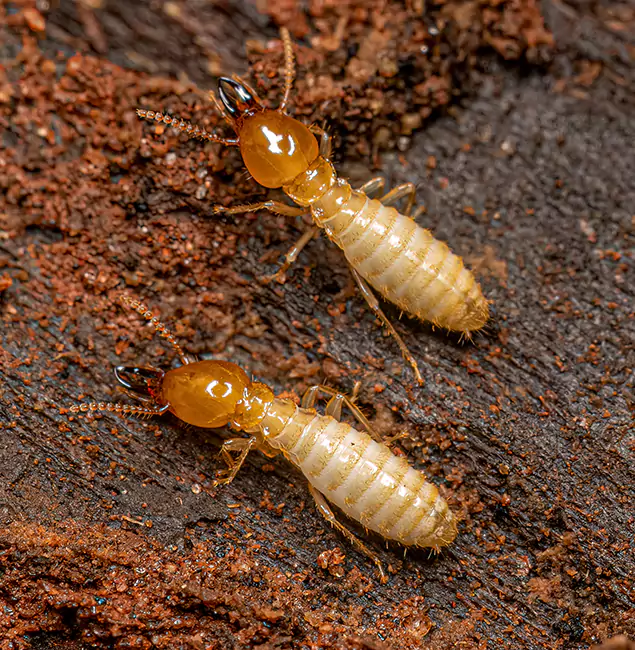 Why Choose Kearny Pest Control Pro for Termite Treatment Without Tenting in Kearny, NJ?