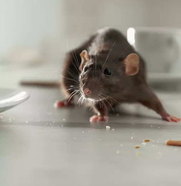 Why Choose Kearny Pest Control Pro for Rodent Control in Kearny, NJ?