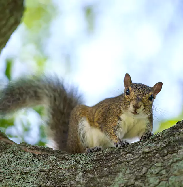 Why Kearny, NJ Relies on Kearny Pest Control Pro for Squirrel Pest Control?