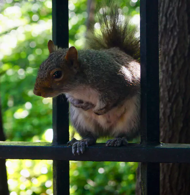 Why Kearny, NJ Chooses Kearny Pest Control Pro for Squirrel Removal?