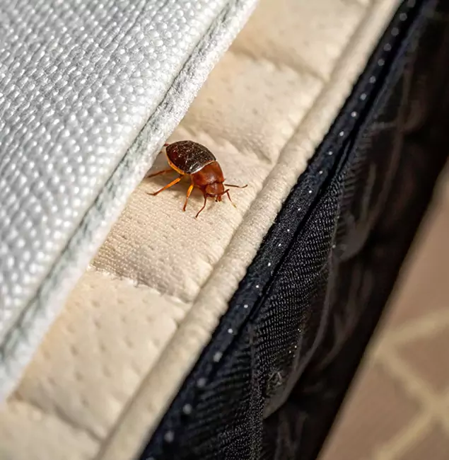 Why Kearny Homeowners Trust Kearny Pest Control Pro for Tick Treatment?