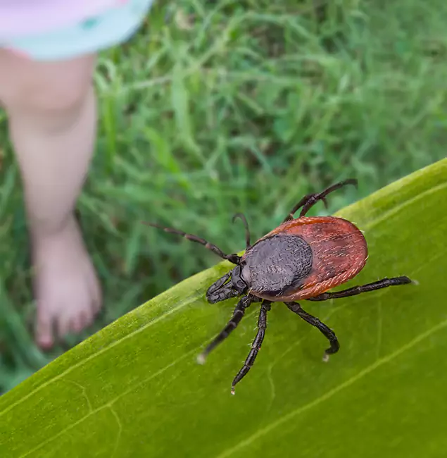 Why Kearny Homeowners Choose Kearny Pest Control Pro for Tick Extermination?