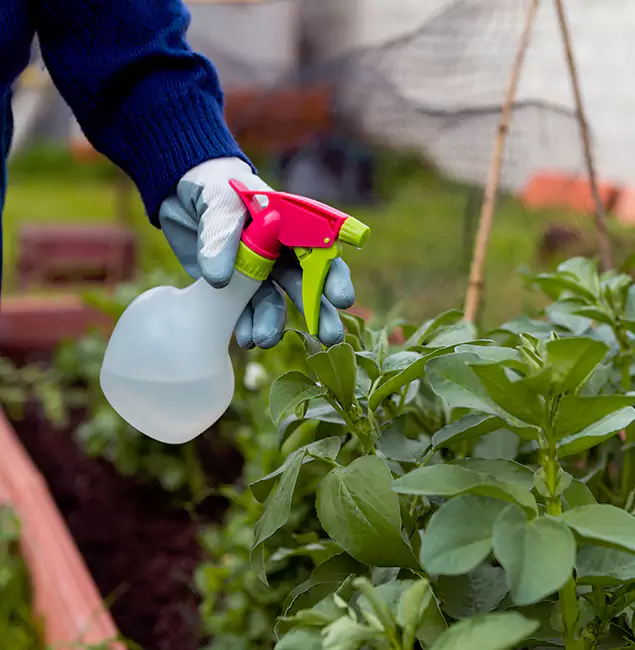 Why Kearny Relies on Kearny Pest Control Pro for Wasp Control Services?