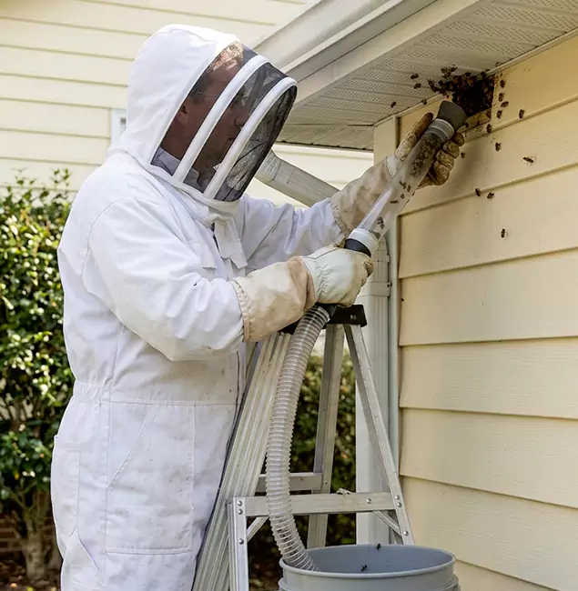 Why Kearny Trusts Kearny Pest Control Pro for Wasp Control?