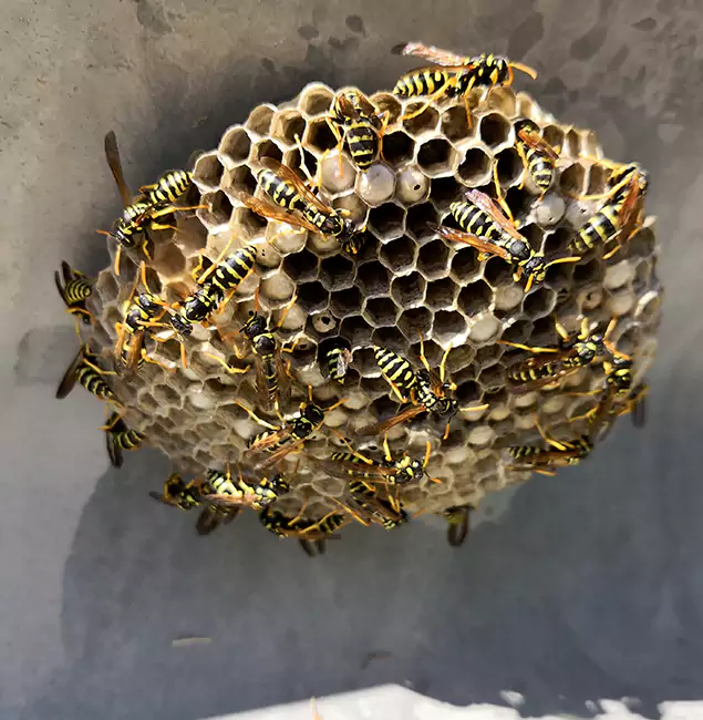 Why Kearny Chooses Kearny Pest Control Pro for Wasp Control Services?