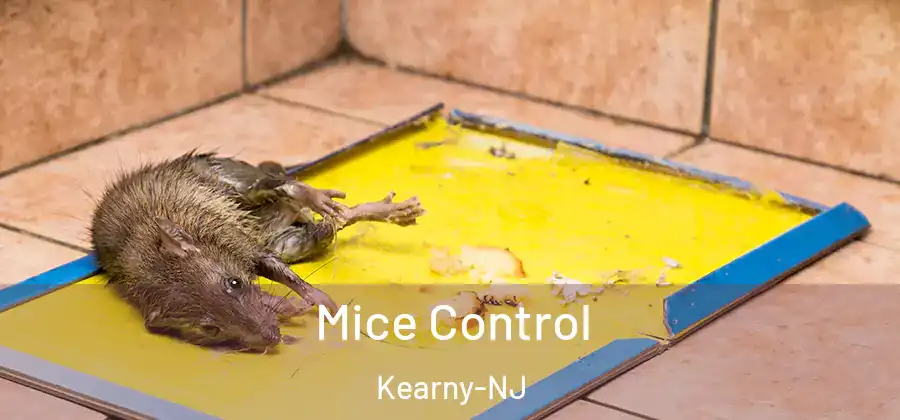  Mice Control Kearny-NJ