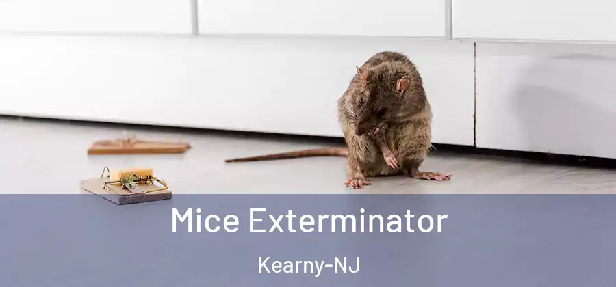 Mice Exterminator Kearny-NJ